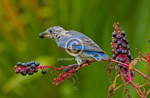 Juvenile eastern bluebird