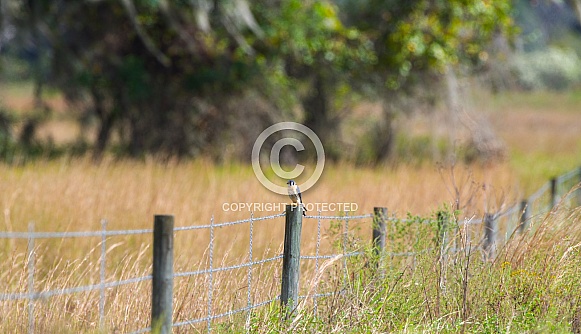 Long distance photo of Southeastern American Kestrel - Falco sparverius paulus - on barbed wire fence post