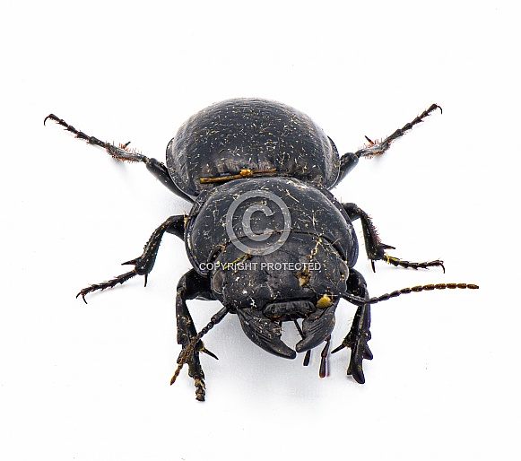 Moderately smooth warrior beetle - Pasimachus sublaevis - isolated on white background.  Pic taken after found coming out of dirt and leaf litter so itâs filthy and dirty. Front top face view