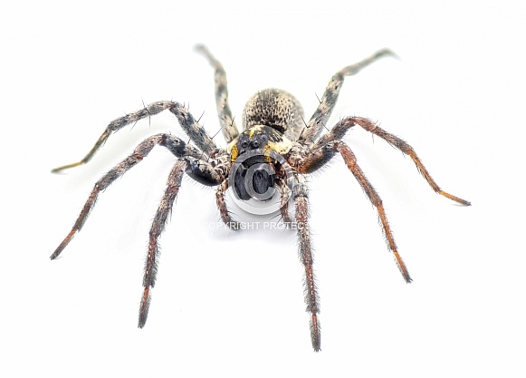 Florida wolf spider - Sosippus floridanus - large beautiful wolf spider in the family Lycosidae. Front face view with incredible detail isolated on white background
