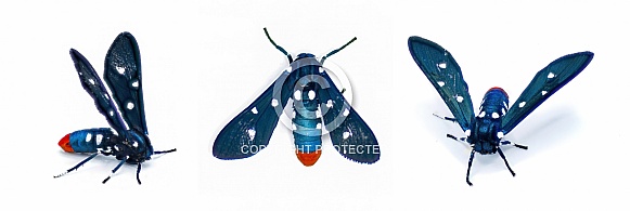 The colorful Oleander Moth, also known as the Polka dot Wasp Moth or Uncle Sam Moth- Syntomeida epilais adult form isolated on white background front top dorsal view