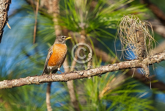 Adult wild American robin - Turdus migratorius - perched on long leaf pine tree branch.