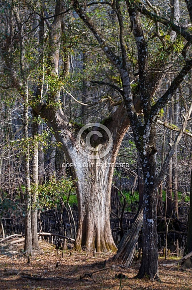Bald cypress tree - Taxodium distichum - Growing in low wet river floodplain area. Unique odd shape and growth pattern.  North Central Florida