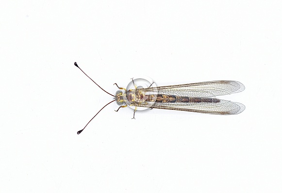 Appendicular Owlfly owl fly - Ascaloptynx appendiculatus - with long, clubbed antennae and large, bulging eyes. is a  predator, with both adults and larvae feeding on other insects or bugs. isolated
