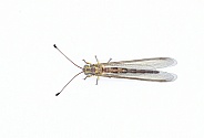 Appendicular Owlfly owl fly - Ascaloptynx appendiculatus - with long, clubbed antennae and large, bulging eyes. is a  predator, with both adults and larvae feeding on other insects or bugs. isolated