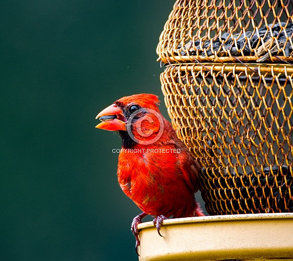 red northern Cardinal - Cardinalis cardinalis - bright red male with mouth open sitting on bird seed feeder white eating