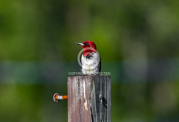 Red-headed Woodpecker - melanerpes erythrocephalus - perched and relaxed on fence post. Blurred green background