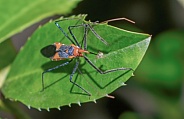 Macro photography of an orange and black milkweed assassin bug (Zelus longipes) eating a yellow aphid