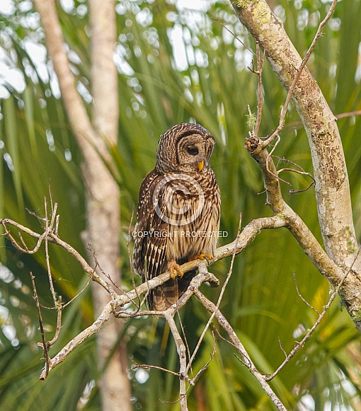 Barred owl - Strix varia - perched on a tree in a natural wooded area in north Florida.  looking down towards ground looking for food to eat