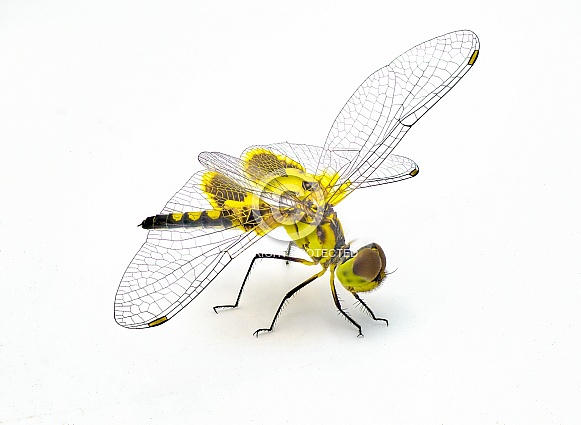 Amanda's pennant dragonfly or dragon fly - Celithemis amanda - a species found in the southeastern United States extreme macro detail of wings, head and eyes isolated on white background