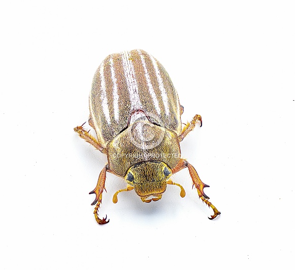 Lined or striped June beetle - Polyphylla occidentalis - isolated on white background great detail throughout. Southeastern United States. front top view