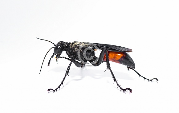 Palmodes dimidiatus â the Florida Hunting Wasp isolated on white background.