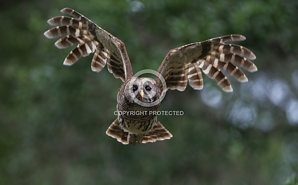 Barred owl Strix varia flying towards camera