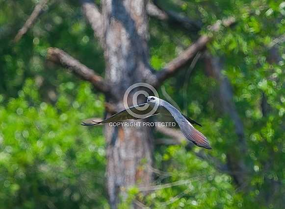 mississippi kite - ictinia mississippiensis in flight flying and soaring in front of forest trees background with wings down and red eye showing