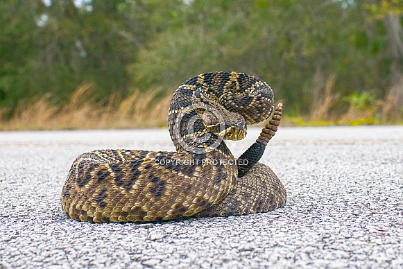 the king of all rattlesnake in the world, Eastern Diamondback rattler - Crotalus Adamanteus - in strike pose facing camera. 9 rattles and one button