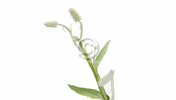 Blackroot - Pterocaulon pycnostachyum - found statewide in Florida in a variety of sunny upland habitats. Flower fruit macro close up high resolution detailed, isolated