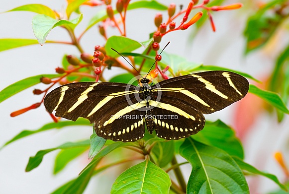 zebra longwing or zebra heliconian - Heliconius charithonia - state butterfly of Florida