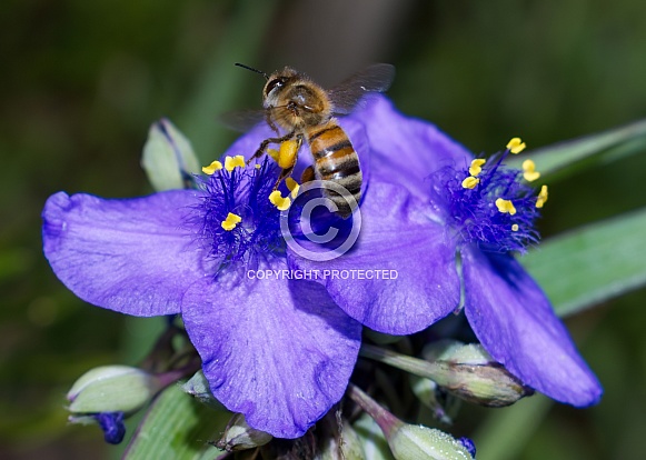 ohio spiderwort, bluejacket (Tradescantia ohiensis), clumped showing bright purple petals with yellow pollen heads, bokeh background, extreme detail with a honey bee
