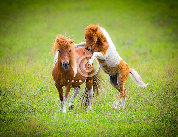 Mini or miniature horses with pinto colors playing in an open meadow, field or pasture.   in fresh meadow, field or pasture green grass background in summer light