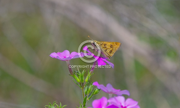 Whirlabout grass Skipper butterfly - Polites vibex - side profile view showing brown and yellow color contrast with wing detail, on bright pink purple Phlox drummondii bloom flower or blossom