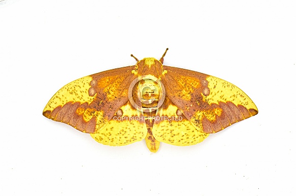 Imperial moth - Eacles imperialis - a very large yellow red orange brown purple colored giant silk moth with high variation in colors.  Isolated on white background top dorsal view