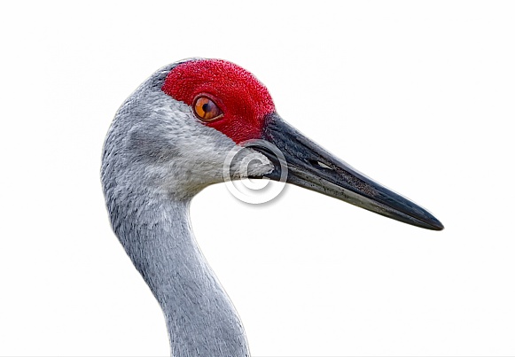 Sandhill Crane - Grus canadensis pratensis - side head Profile showing transparent nictitating membrane