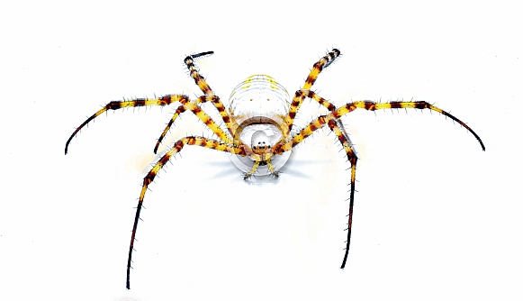 Wild banded garden orb weaving weaver spider - Argiope trifasciata - light color morph lacking black bands on abdomen. Yellow, orange, red coloring. Isolated on white background top front face view