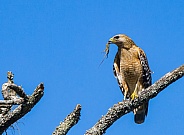 Red shouldered Hawk - Buteo lineatus - perched on dead tree snag branch with Cuban anole lizard - Anolis sagrei - in its mouth