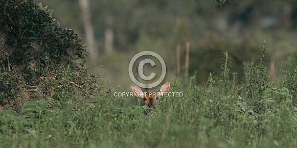 Young white tailed deer - Odocoileus virginianus - peeking above tall grass