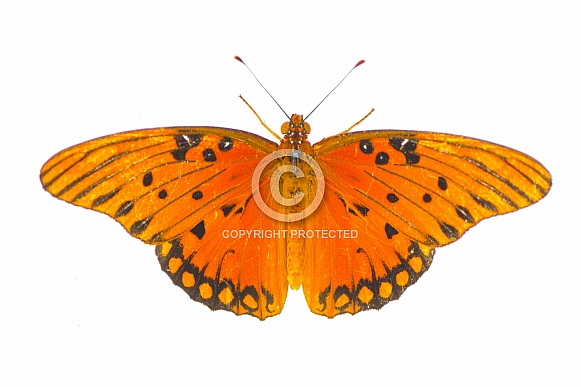 Gulf fritillary or passion butterfly - Agraulis or Dione vanillae - is a bright orange butterfly in the subfamily Heliconiinae of the family Nymphalidae.  Top dorsal view isolated on white background