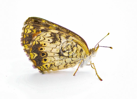Phyciodes phaon, the Phaon crescent or mat plant crescent, is a species of butterfly found in Florida isolated on white background side view