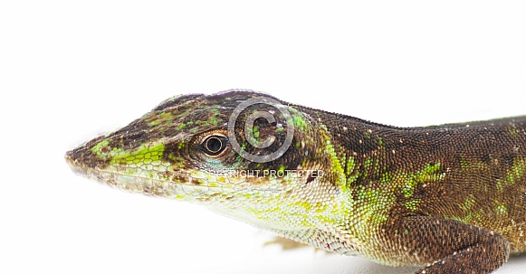 Wild Green Anole - Anolis carolinensis - Florida Chameleon close up on head in transition phase turning from green to brown