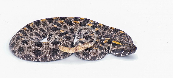 Dusky Pigmy or Pygmy Rattlesnake - Sisturus miliarius barbouri - full view of entire snake in great detail throughout. Isolated on white background