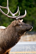 Wild bull elk during rut