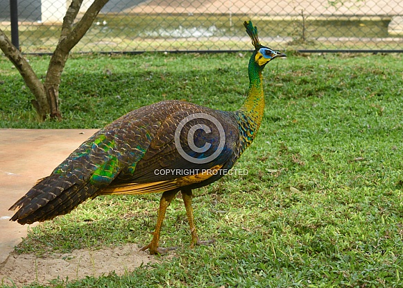 Colorful Peacock Portrait