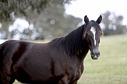 Black Australian Stock Horse Mare
