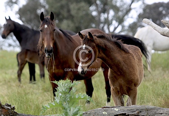 Heritage Australian Stock Horse mare and foal