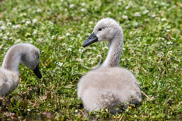 Young swans