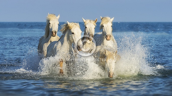 White galloping horses