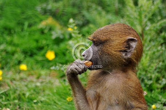 Guinea baboon (Papio papio)
