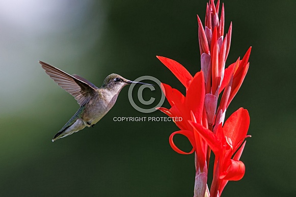 A ruby throated hummingbird approaching a red flower