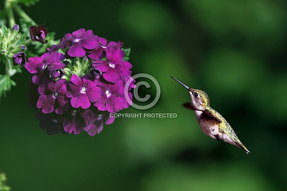 Hummingbird and purple flowers