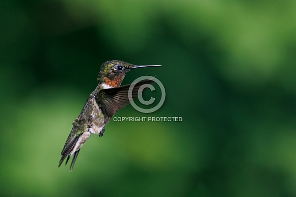 Male Ruby throated Hummingbird flying