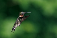 Male Ruby throated Hummingbird flying