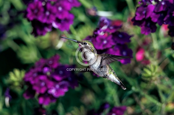 Female Ruby throated hummingbird flying
