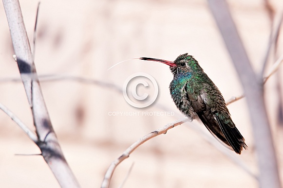 Broad Billed Hummingbird sticking out his tongue