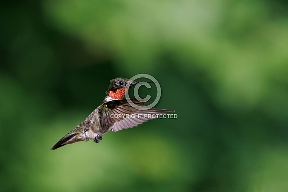 Ruby throated hummingbird flying