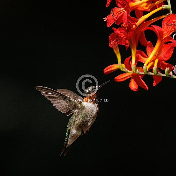 flying hummingbird and red flower