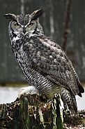 American Eagle Owl