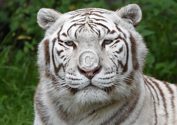 Bengal White Tiger
